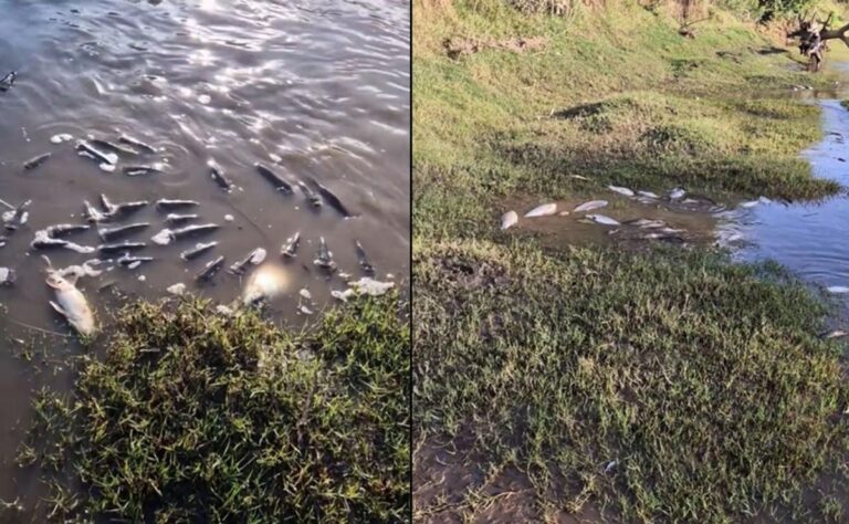 Río Carcarañá: vinculan las intensas lluvias con la masiva mortandad de peces